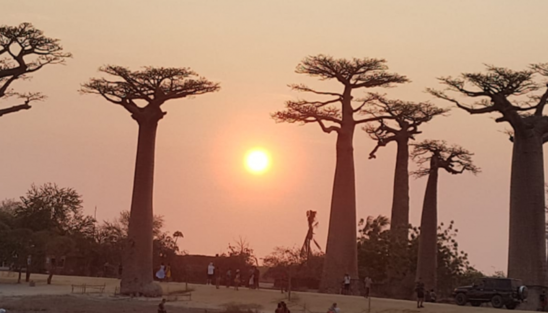 Postal. BAOBABS EN MADAGASCAR