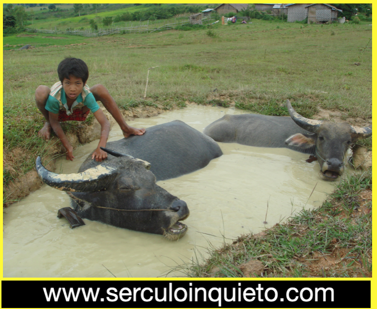 Postal. VIETNAM, BÚFALOS EN EL JACUZZI