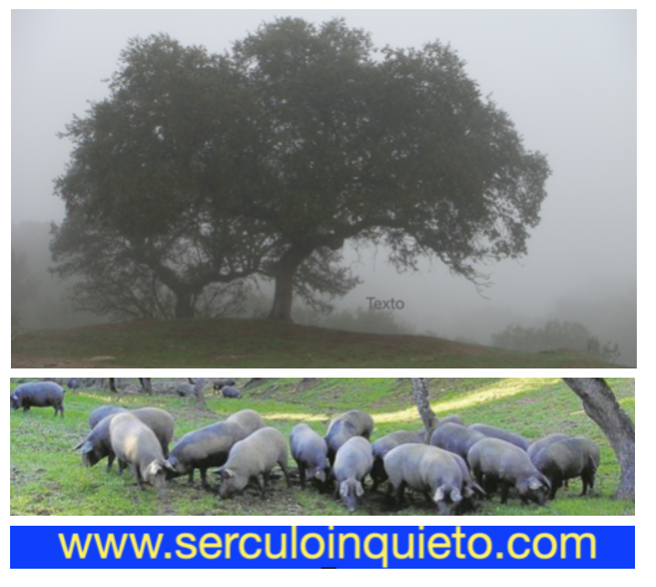 Postal. LA DEHESA, AQUÍ NACE EL JAMÓN