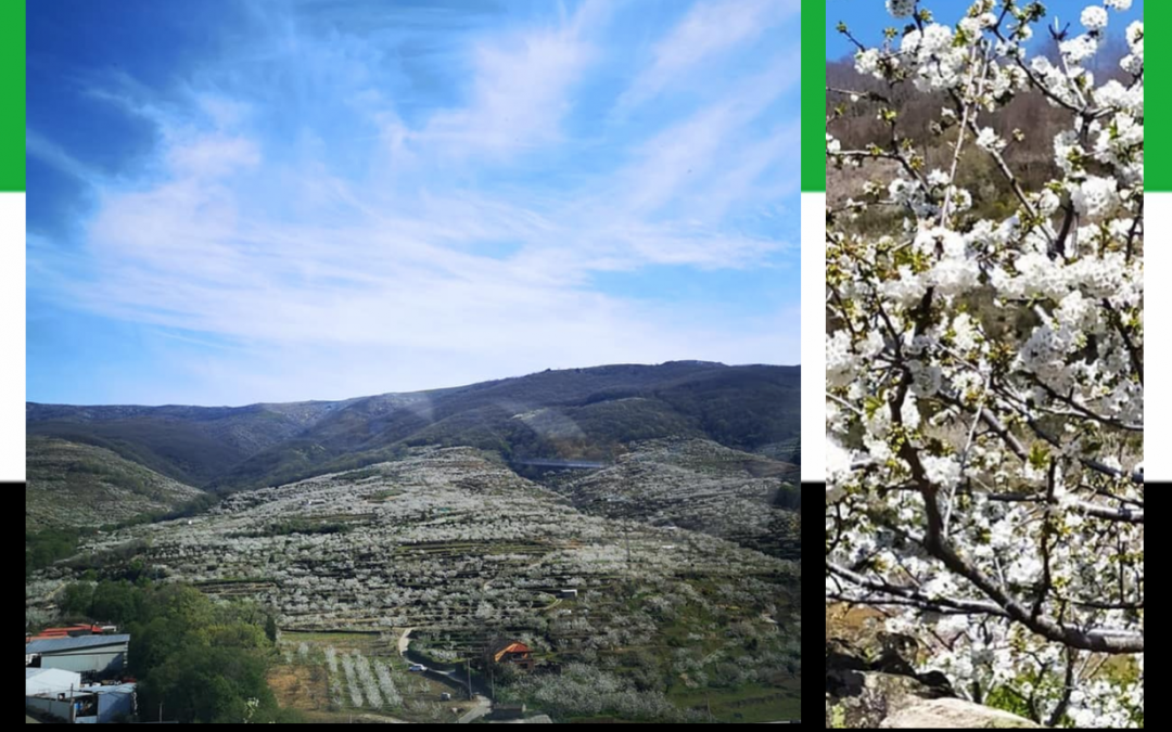 Postal.LOS CEREZOS EN FLOR DEL VALLE DEL JERTE