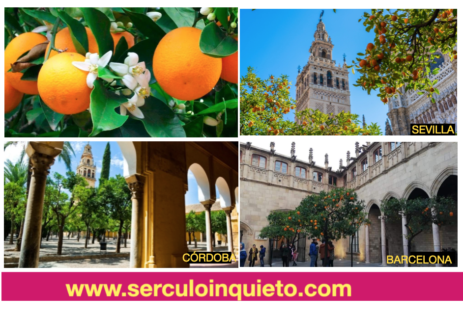 Postal. LOS PATIOS DE NARANJOS QUE HUELEN A AZAHAR